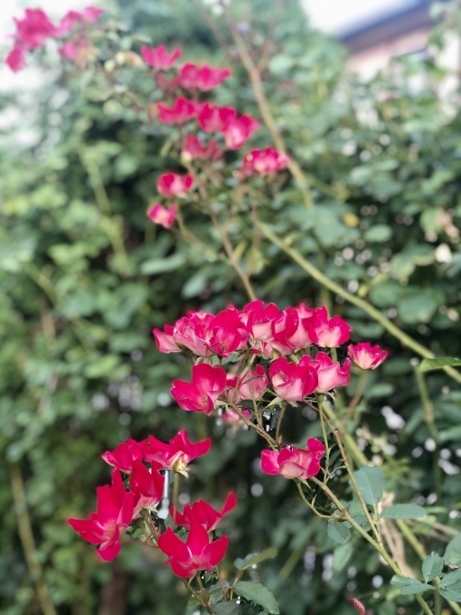 グリーンに咲かないグリーンジュエル(T . T)と炎天下の芝刈り♫_a0396654_20531166.jpeg