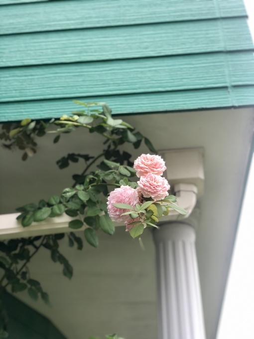 グリーンに咲かないグリーンジュエル(T . T)と炎天下の芝刈り♫_a0396654_20532734.jpeg