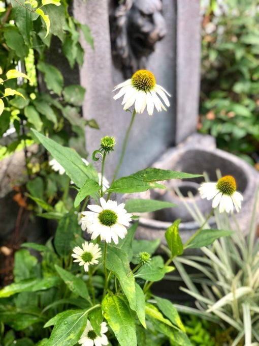 グリーンに咲かないグリーンジュエル(T . T)と炎天下の芝刈り♫_a0396654_20534785.jpeg