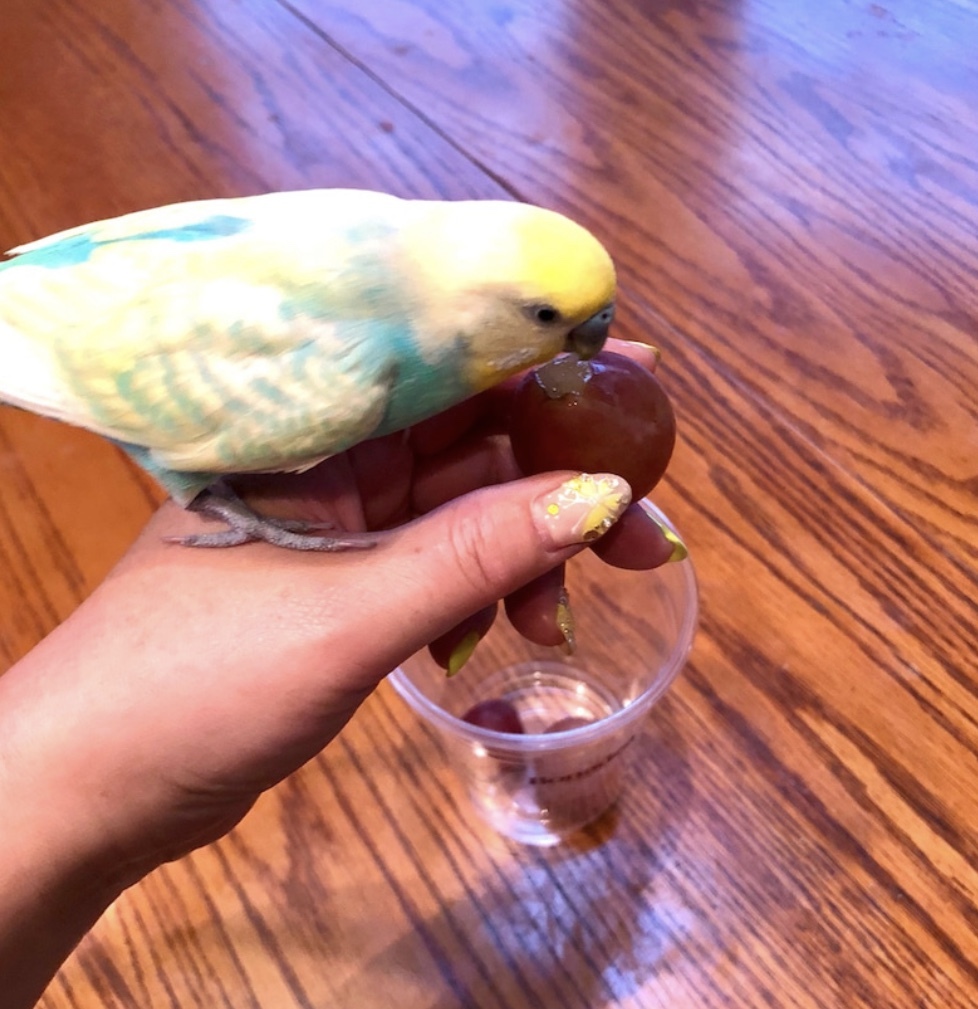 グリーンに咲かないグリーンジュエル(T . T)と炎天下の芝刈り♫_a0396654_20540492.jpeg