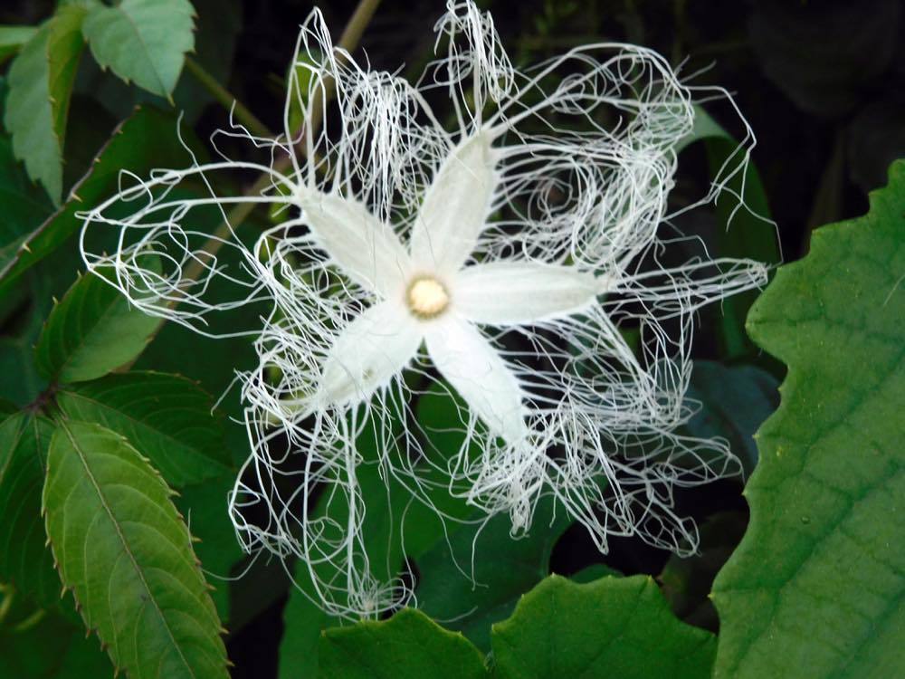 カラスウリの花_e0024554_23100135.jpg