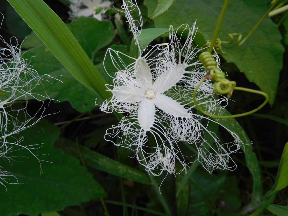 カラスウリの花_e0024554_23100150.jpg