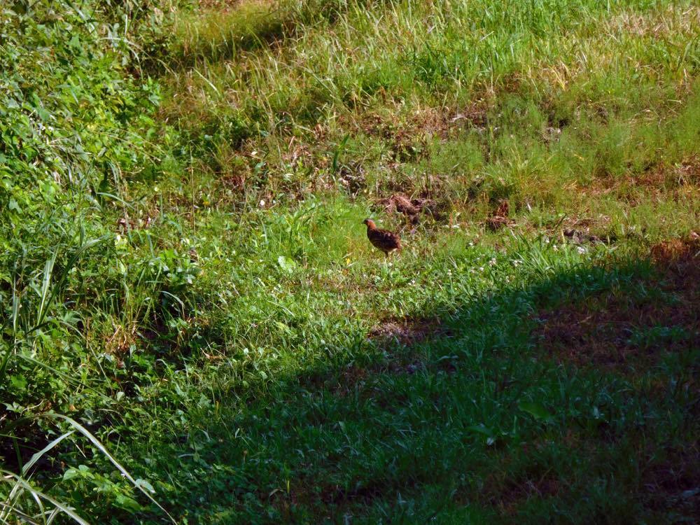 カラスウリの花_e0024554_23100211.jpg