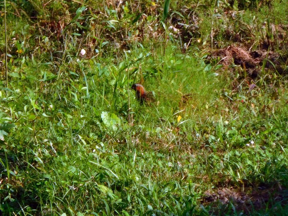 カラスウリの花_e0024554_23100237.jpg