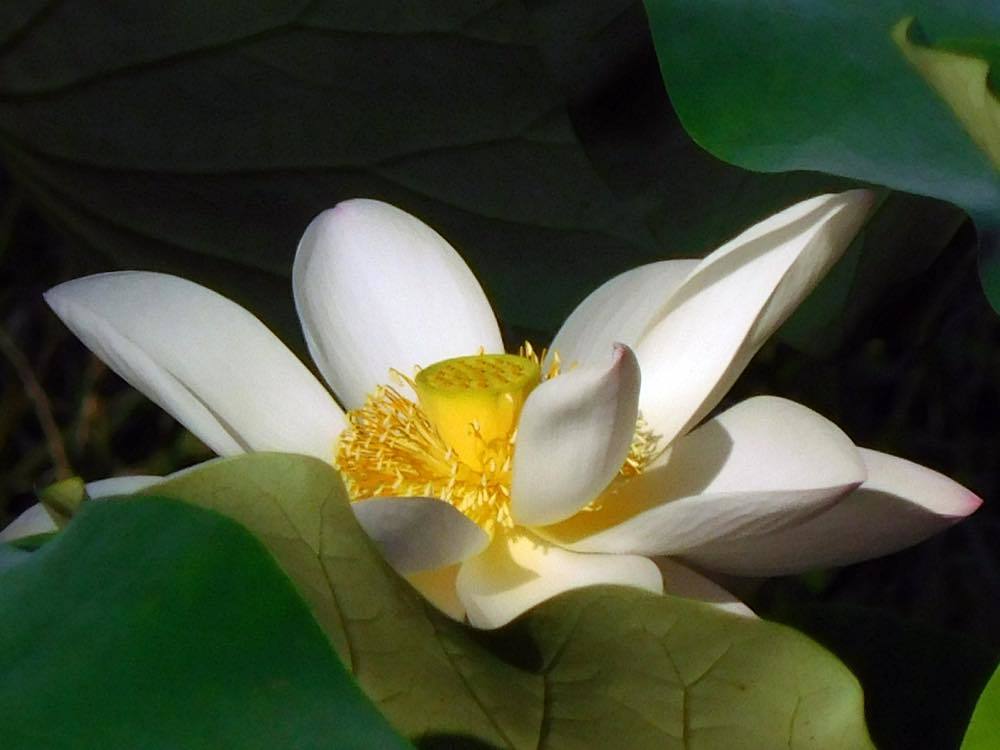 カラスウリの花_e0024554_23101635.jpg