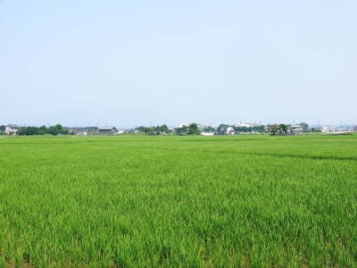 熊本県菊池市七城町『砂田のこだわりれんげ米』 今年も元気に成長中!成長の様子2020_a0254656_18095741.jpg