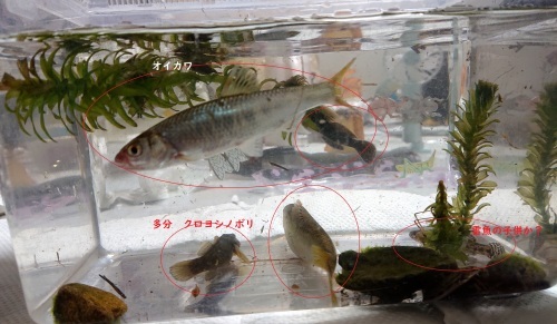 黒目川は、淡水魚の宝庫 _d0096268_19255741.jpg