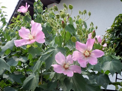 暑さで炎天の花を楽しむ余裕もなく　_b0102572_15455656.jpg