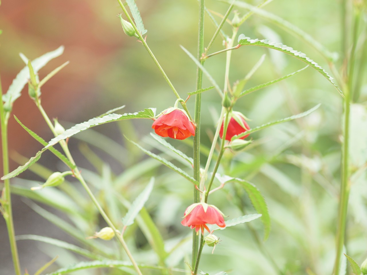 『大青蜂(オオセイボウ)と薬用植物達･････』_d0054276_20395936.jpg