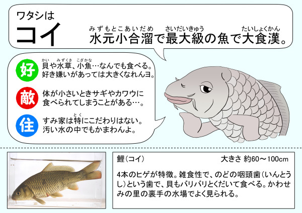 水辺のふれあいルームの水槽解説パネルが新しくなりました 水元かわせみの里水辺のふれあいルーム