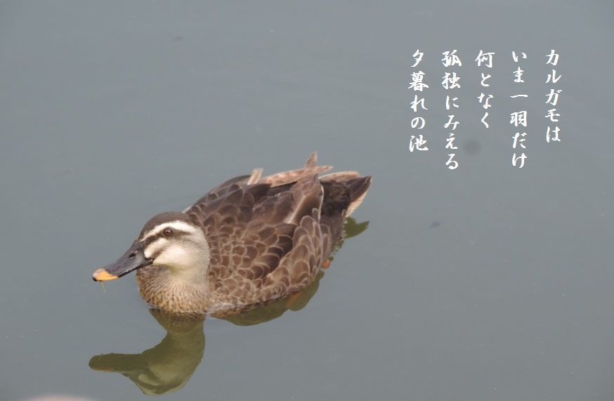 秋立ちて_c0187781_12121356.jpg