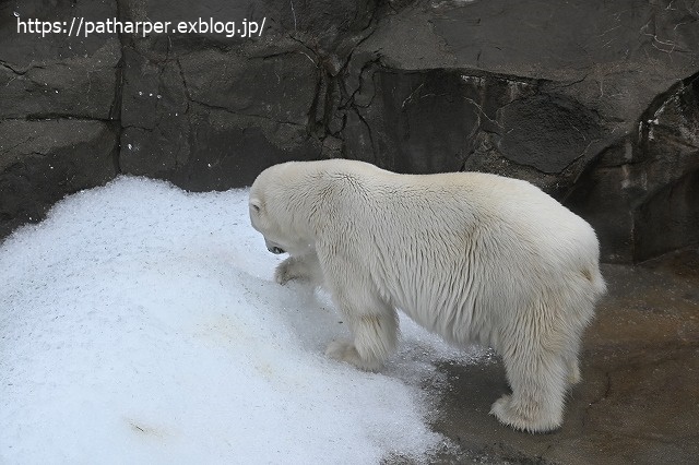 ２０２０年７月　王子動物園２　その３_a0052986_19531064.jpg