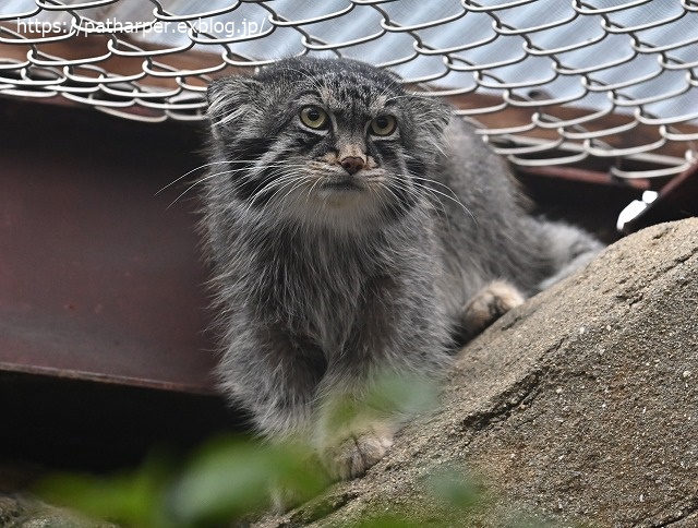 ２０２０年７月　王子動物園２　その３_a0052986_19545724.jpg