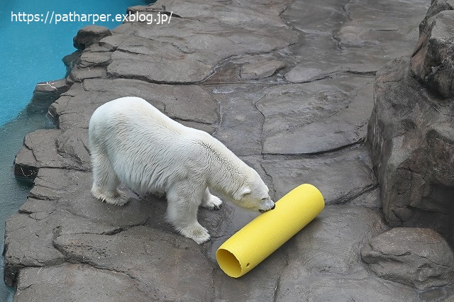 ２０２０年７月　王子動物園２　その３_a0052986_20284764.jpg