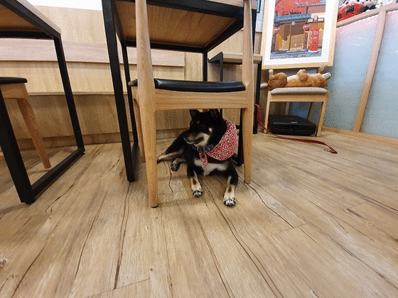 台湾ブロガー企画 台湾かき氷図鑑100選 12 店長さんは柴犬 柴犬好きにはたまらない柴犬づくしのかき氷屋さん メイフェの幸せ 美味しいいっぱい In 台湾 台湾ブロガー企画 台湾かき氷図鑑100選 12 店長さんは柴犬 柴犬好きにはたまらない柴犬づくしのかき氷屋さん メイフェの幸せ 美味しいいっぱい In 台湾