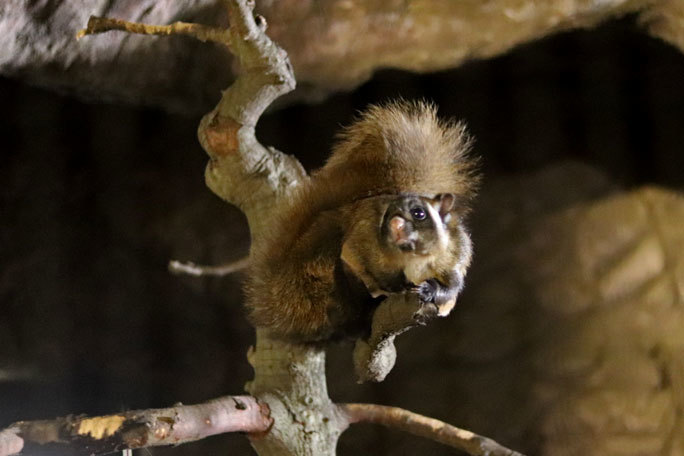 秋の夜長の自然文化園19 夜の動物たち くつろぎのヤマアラシ夫妻 ペロ イロハ とモルモット軍団 続々 動物園ありマス 秋の夜長の自然文化園19 夜の動物たち くつろぎのヤマアラシ夫妻 ペロ イロハ とモルモット軍団 続々 動物園ありマス