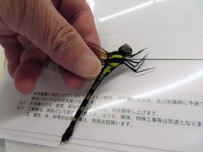 新型レヴォーグの深層に迫る_f0076731_17362596.jpg