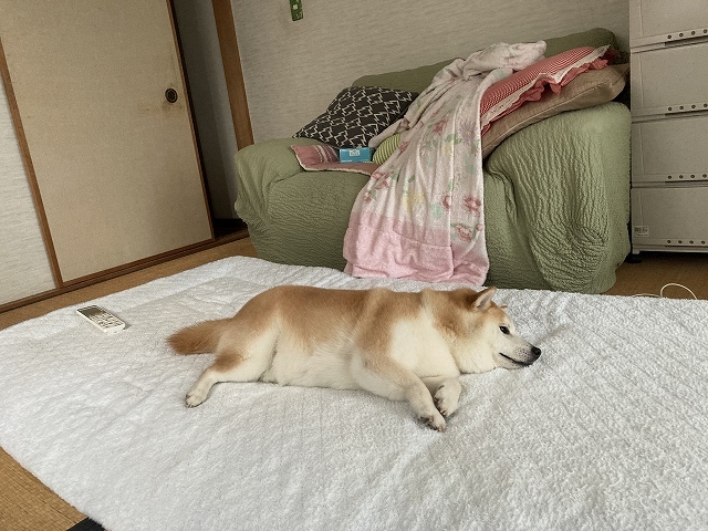 少年たちはアゴマスク_e0374932_06200740.jpg