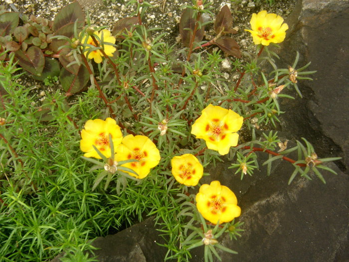 マツバボタン（松葉牡丹） : 時々の花Ⅵ