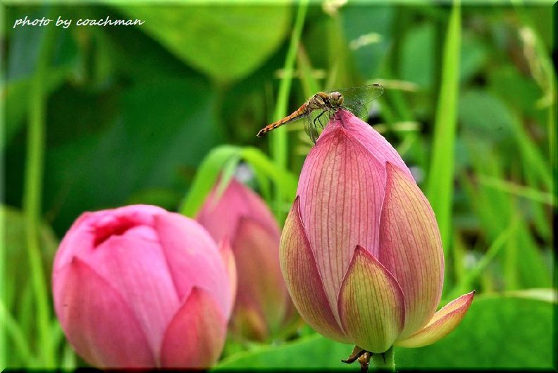 蓮の花は仏の花 北海道photo一撮り旅