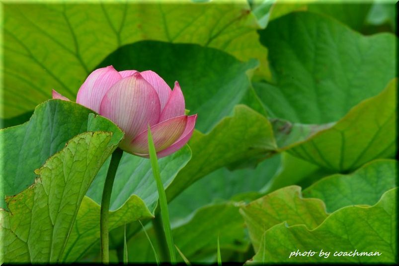 蓮の花は仏の花 北海道photo一撮り旅