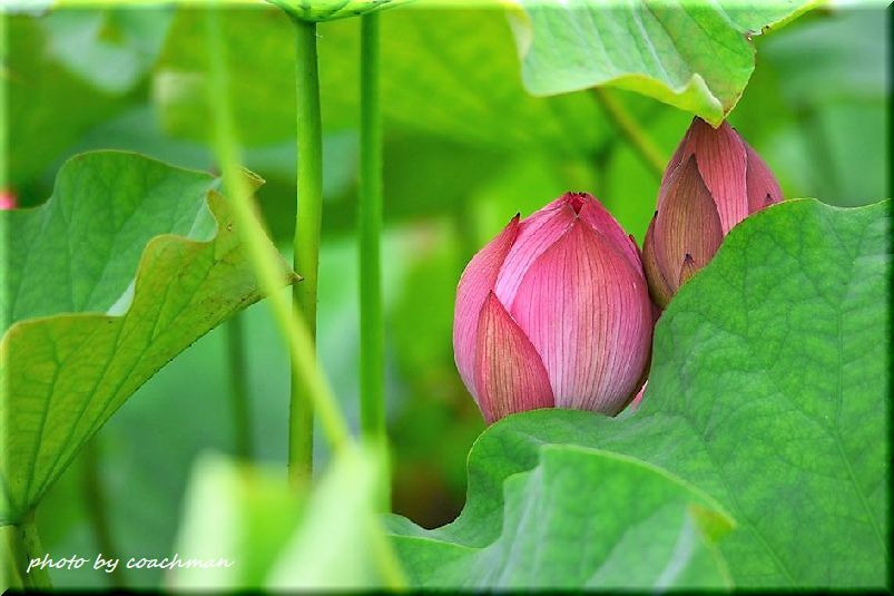 蓮の花は仏の花 北海道photo一撮り旅