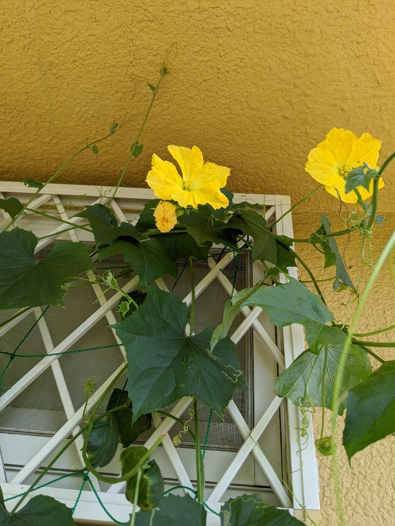 ヘチマの花が咲きました N S Egg ヘチマの花が咲きました N S Egg