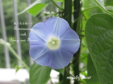 朝顔が帰ってきた夏 風と花を紡いで