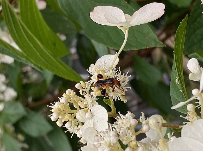 ニッポンモモブトコバネカミキリ 風と一緒に
