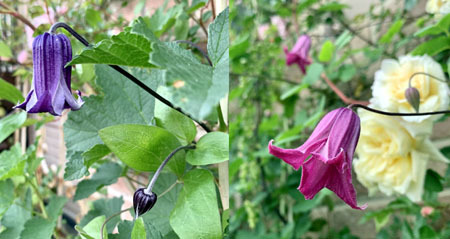 遅咲きも開花と紫陽花の新顔_f0141971_11122402.jpg