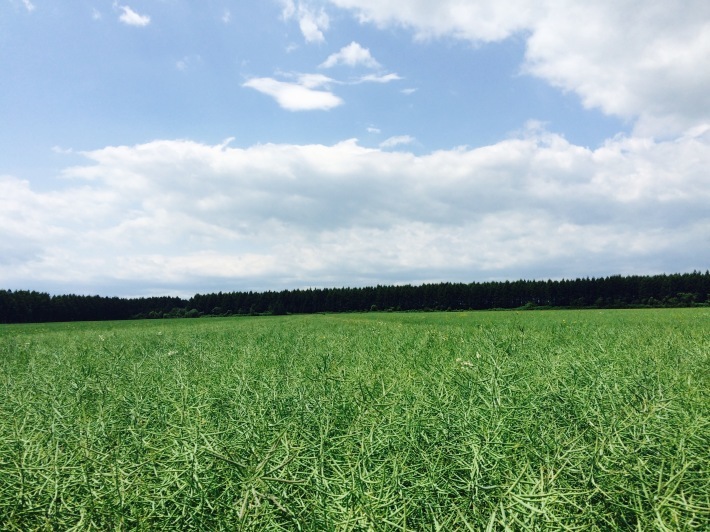 北海道・十勝の亜麻仁(フラックス)生産を訪ねて_f0032081_05414058.jpeg