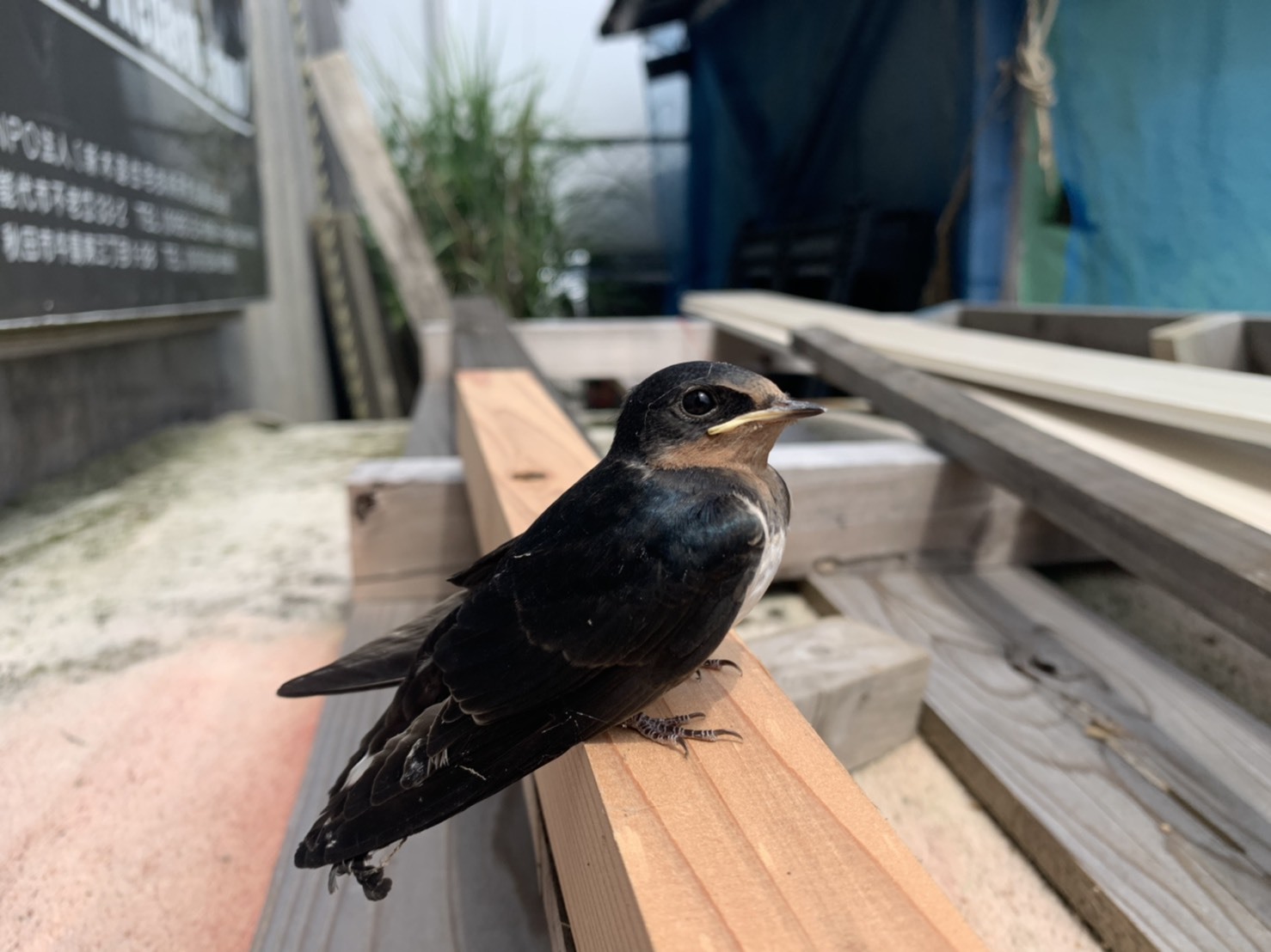 ツバメの巣立ち_f0150893_18034226.jpeg