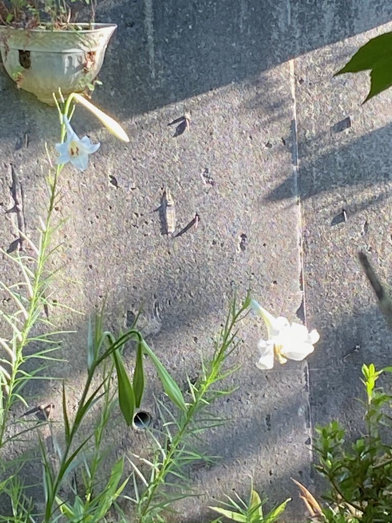 タカサゴユリがたくさん咲いています_f0130894_21041520.jpg