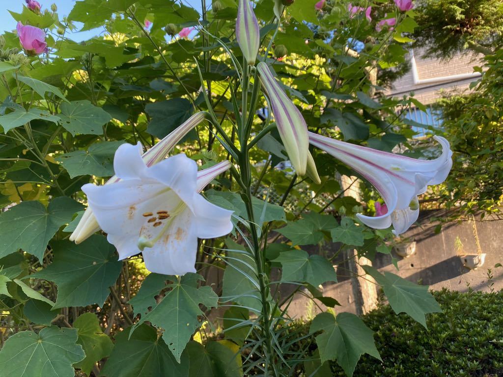 タカサゴユリがたくさん咲いています_f0130894_21041637.jpg