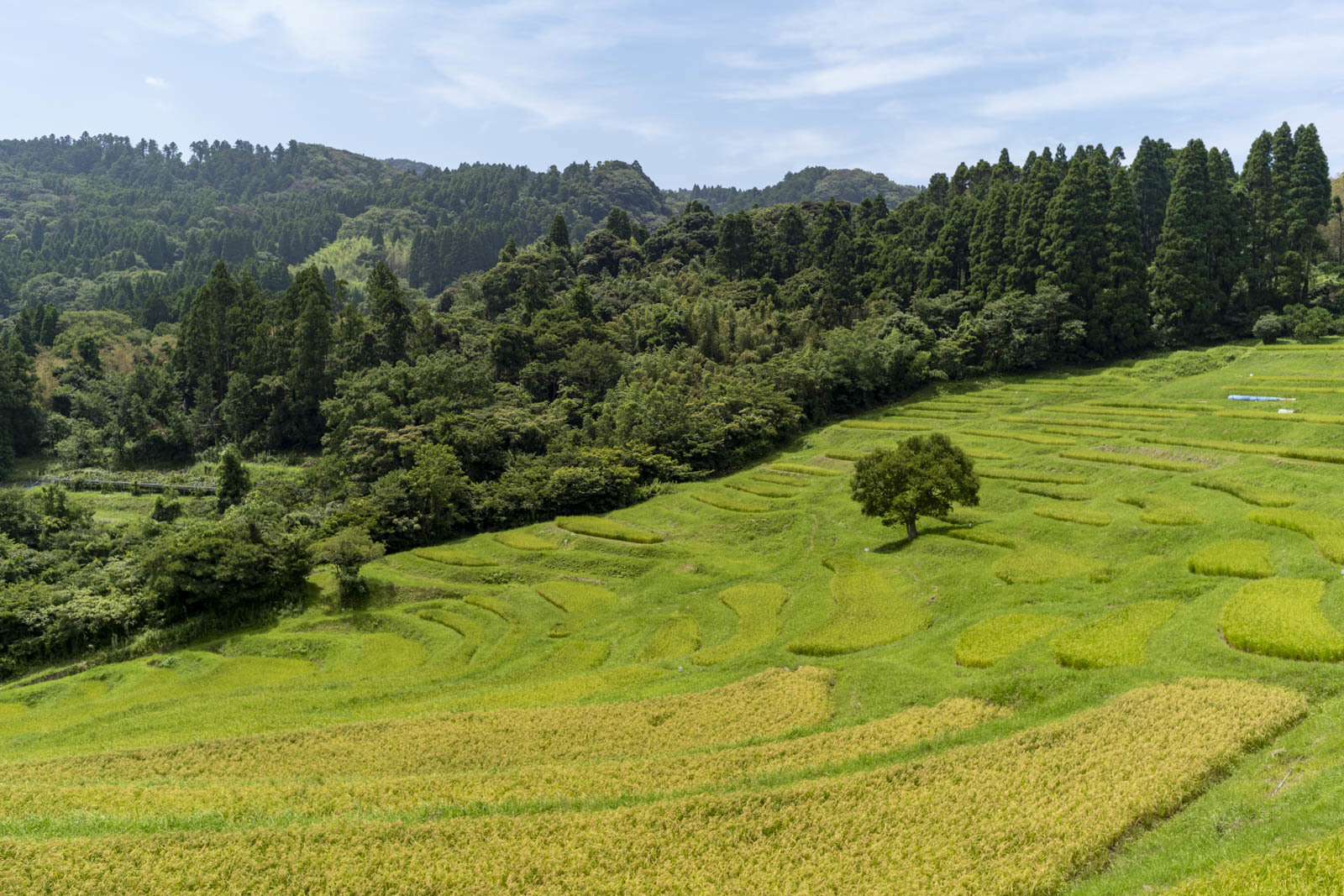 棚田百選 大山千枚田 202008_c0313898_09564443.jpg
