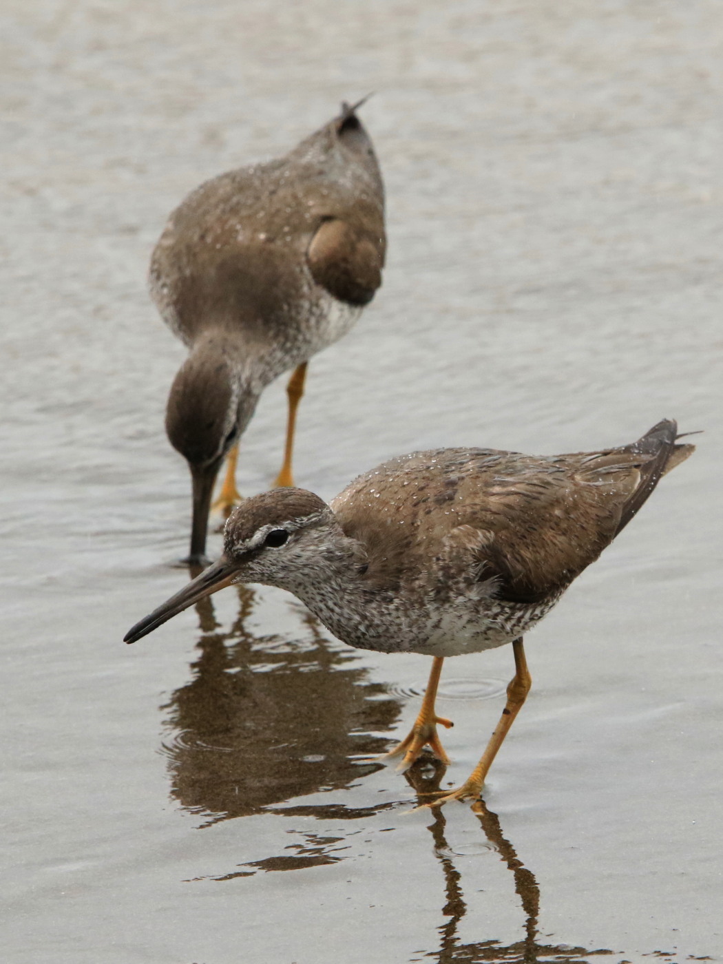 海辺でシギ キアシシギ 今日の鳥さん