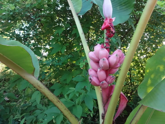 桃色バナナがかわいい だんご虫の花 桃色バナナがかわいい だんご虫の花