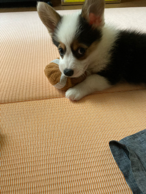 思ってたんとちがう Corgi Cottage 思ってたんとちがう Corgi Cottage