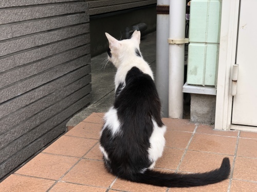 例年と違う街の風景_d0184114_18504021.jpeg