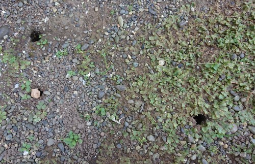 突然死の事書いたら、心に留めたい言葉をもらった_d0390236_09215122.jpg
