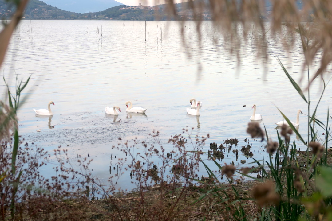 湖で白鳥と猫に出会う夕暮れ、トラジメーノ湖_f0234936_2250303.jpg