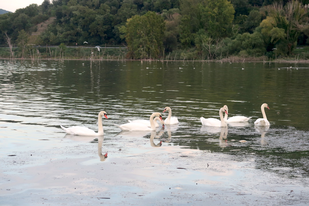 湖で白鳥と猫に出会う夕暮れ、トラジメーノ湖_f0234936_22542724.jpg