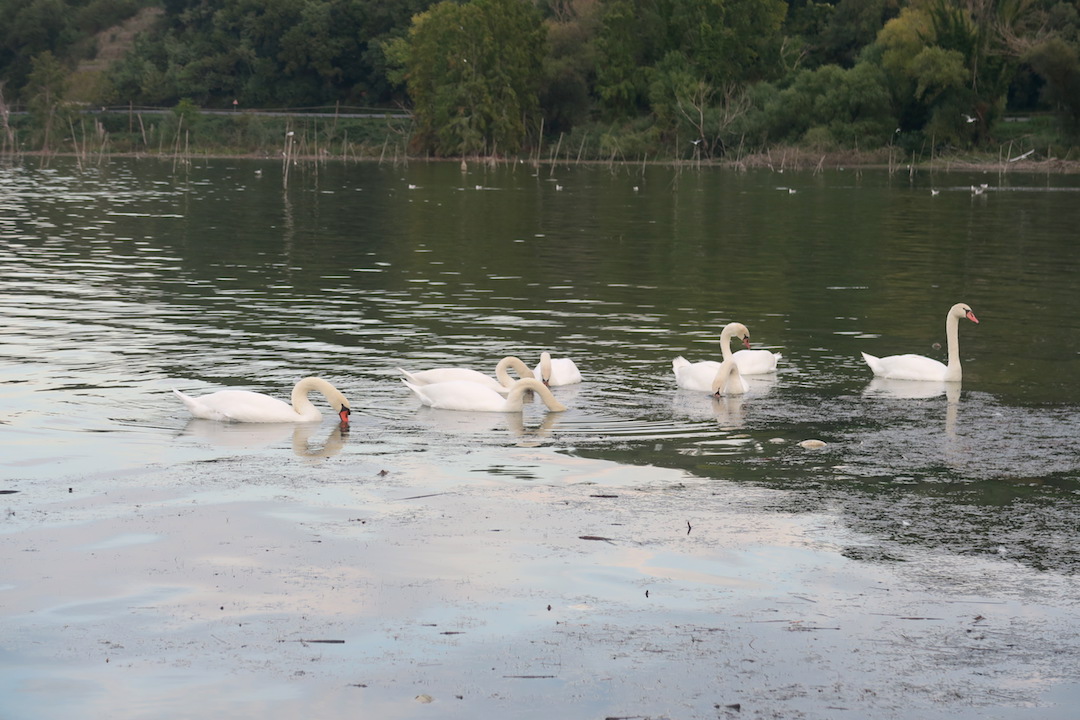 湖で白鳥と猫に出会う夕暮れ、トラジメーノ湖_f0234936_2304415.jpg