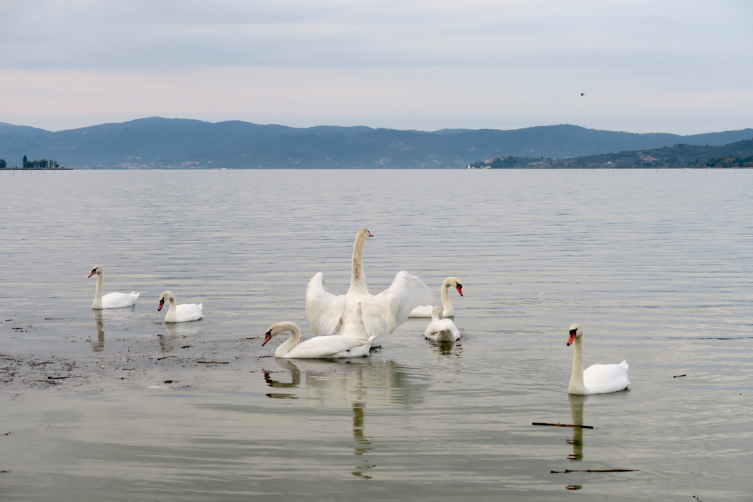 湖で白鳥と猫に出会う夕暮れ、トラジメーノ湖_f0234936_23102685.jpg