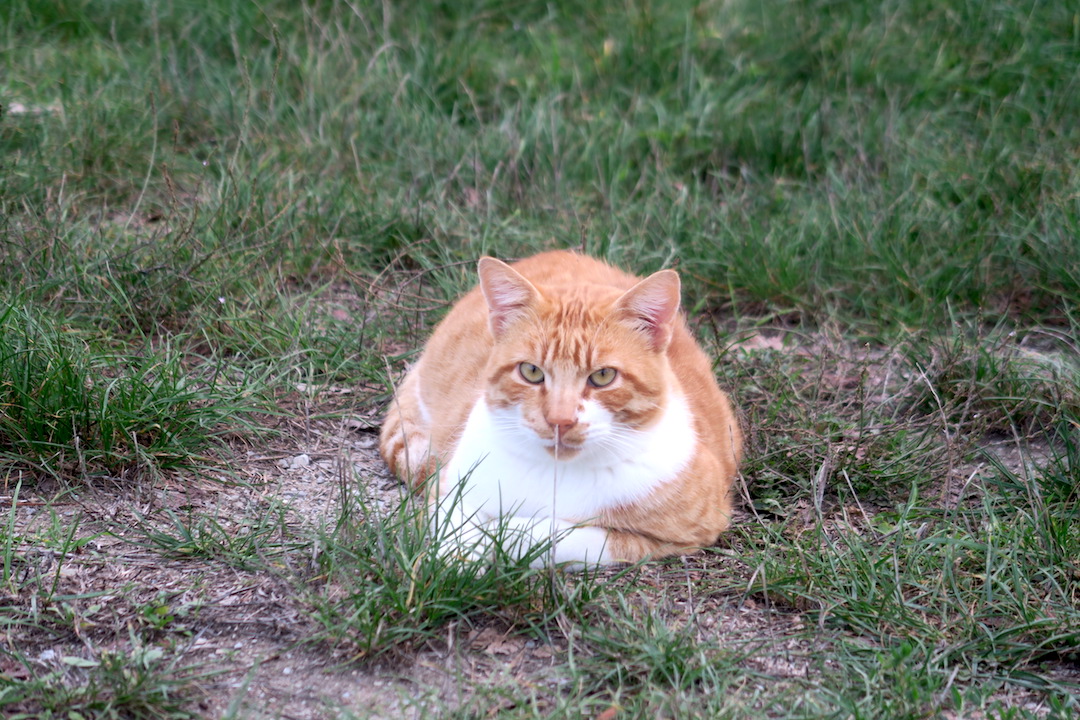 湖で白鳥と猫に出会う夕暮れ、トラジメーノ湖_f0234936_23154249.jpg
