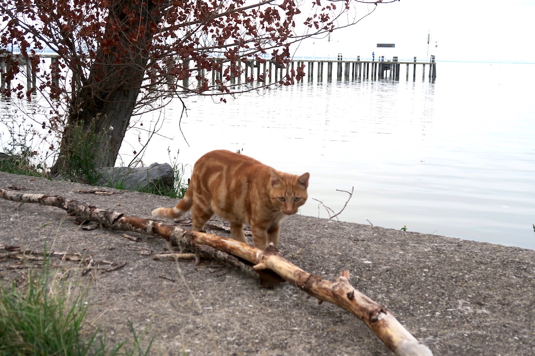 湖で白鳥と猫に出会う夕暮れ、トラジメーノ湖_f0234936_23184611.jpg