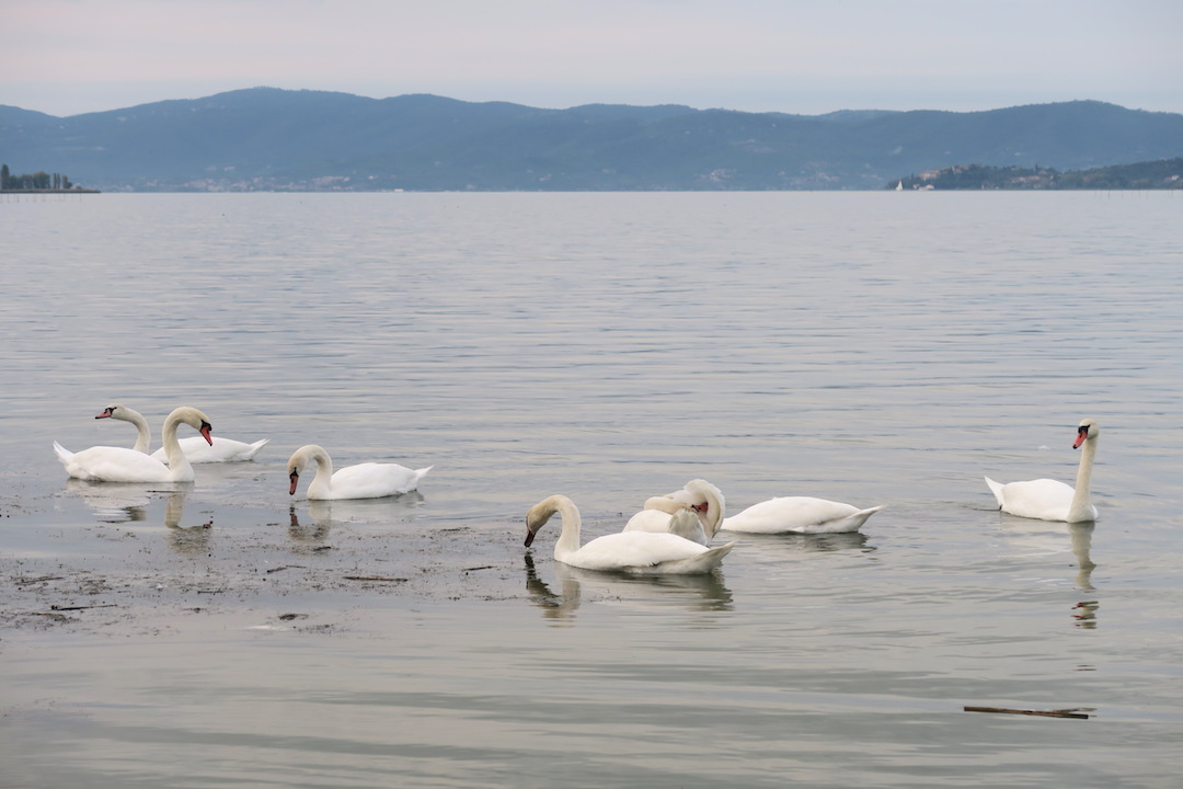 湖で白鳥と猫に出会う夕暮れ、トラジメーノ湖_f0234936_2384846.jpg