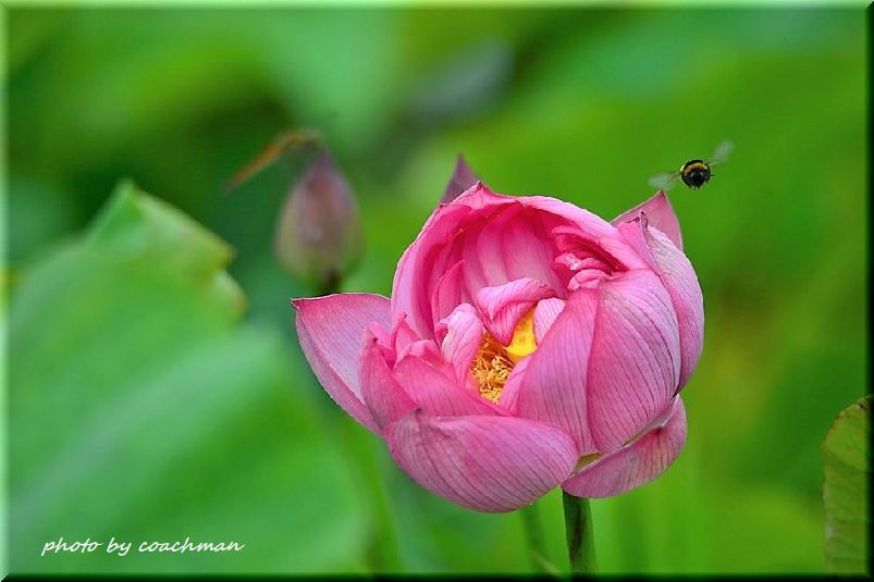 蓮の花は仏の花 2 北海道photo一撮り旅