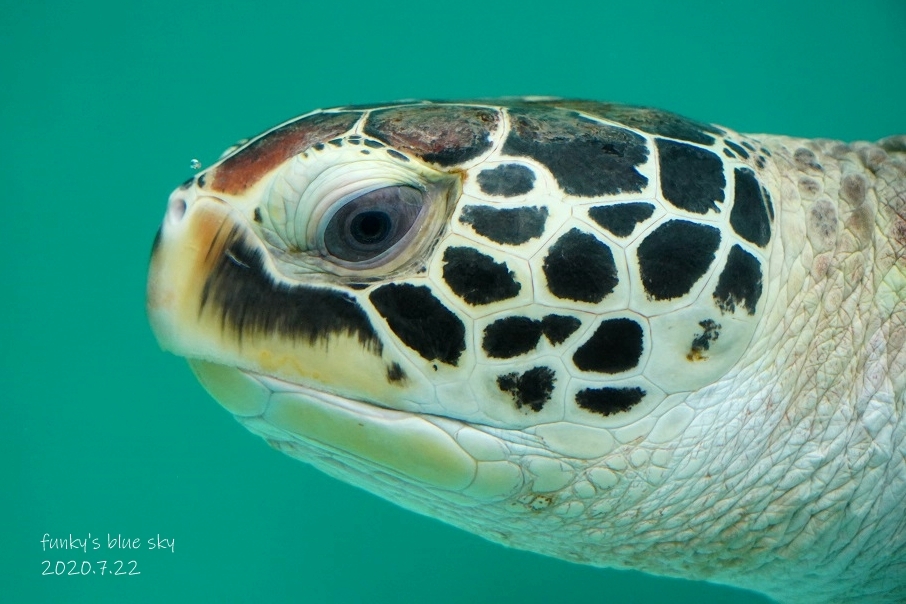 【新品未使用】daum ウミガメ ウミガメ（水族館・Ⅷ） : FUNKY'S BLUE SKY