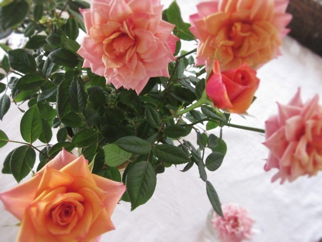 『皆川博子の辺境薔薇館』刊行記念フェア（古書ドリス）に参加しました。_b0218369_05443300.jpg